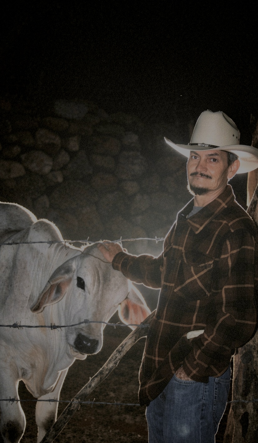 Retrato nocturno con vaca